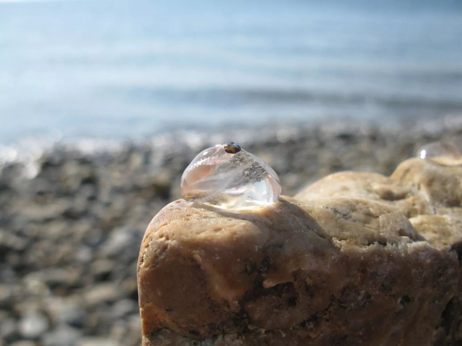 Haus auf der Halbinsel Plougastel-Image-tags.info