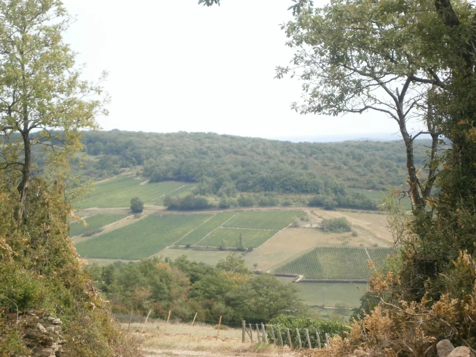 An der Weinstraße von Burgund-Draußen