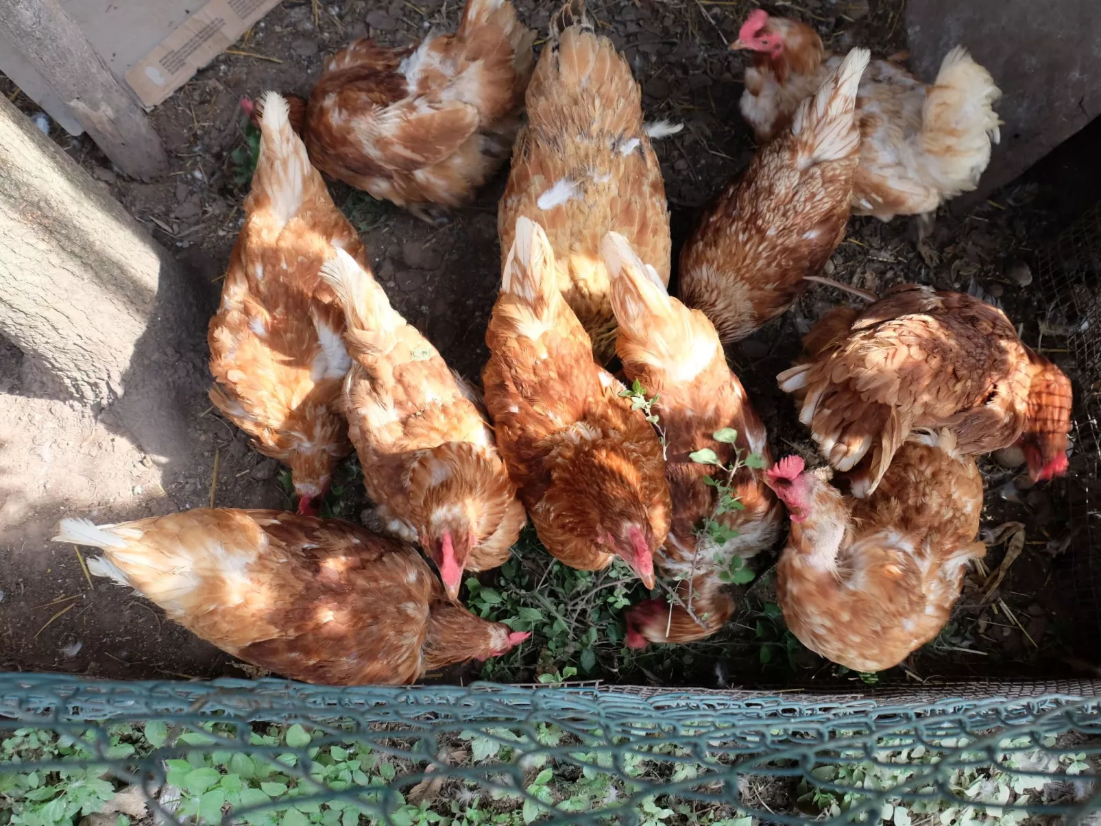 Das Landgut "Corte Canale Virgilio" mit Balkon-Dehors