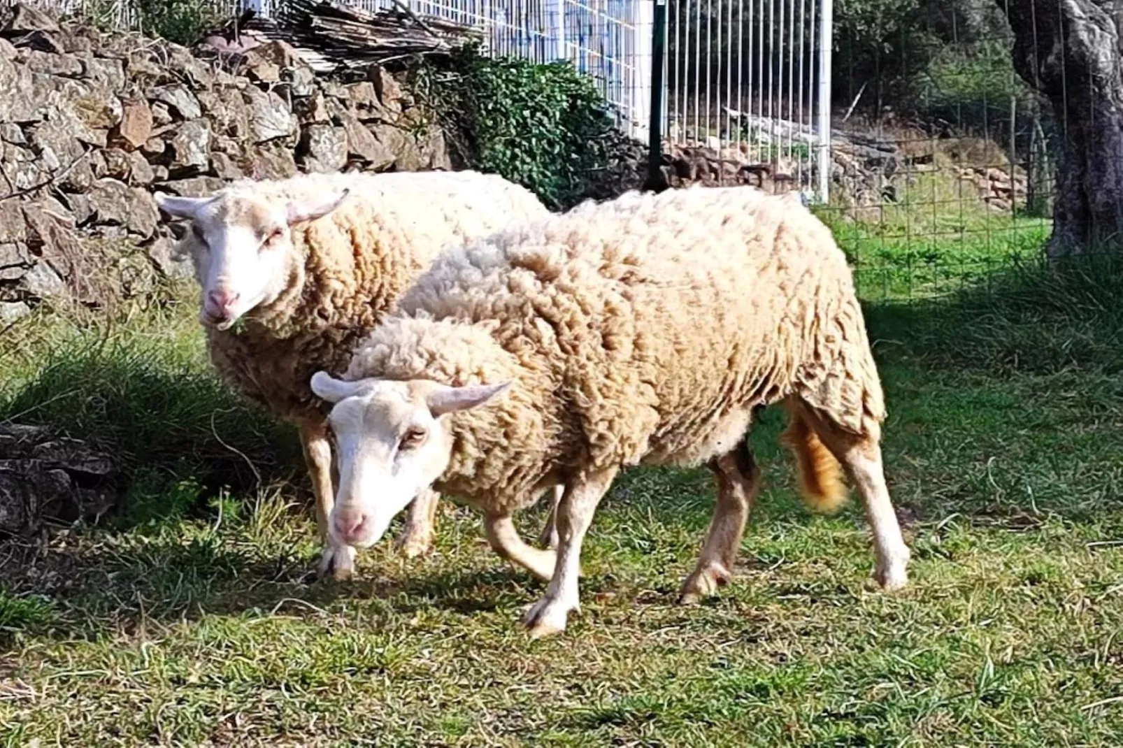 Mirabeau-Gebiete Sommer 1 km