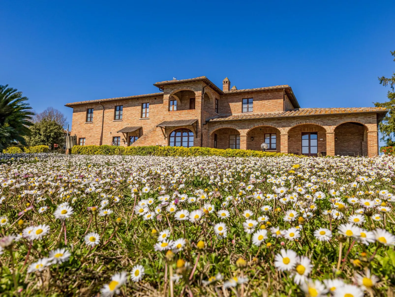 Flach 'Girasole Sanguineto'-Draußen