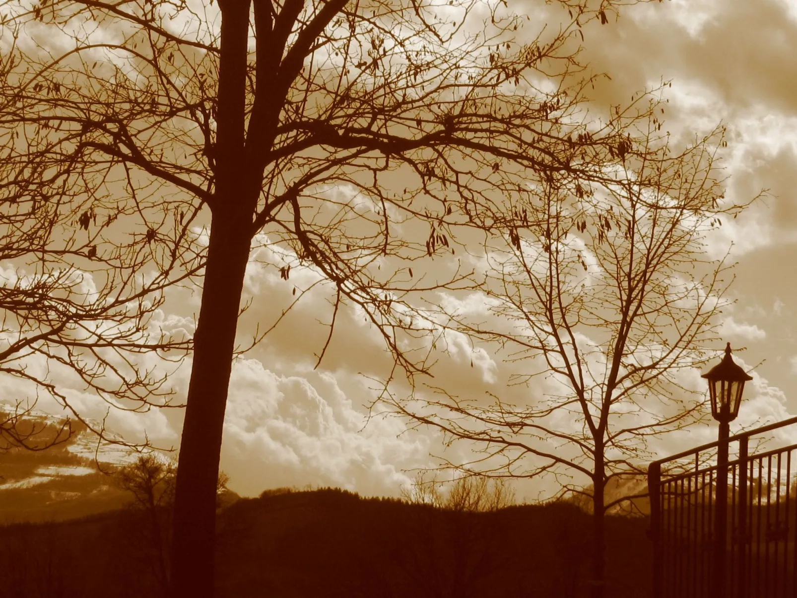 Girasoli in Cagli-Dehors