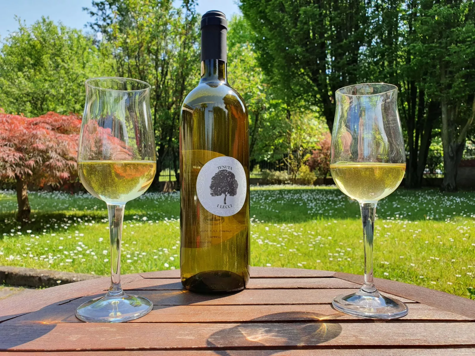 Sonnenblume Wohnung-Draußen