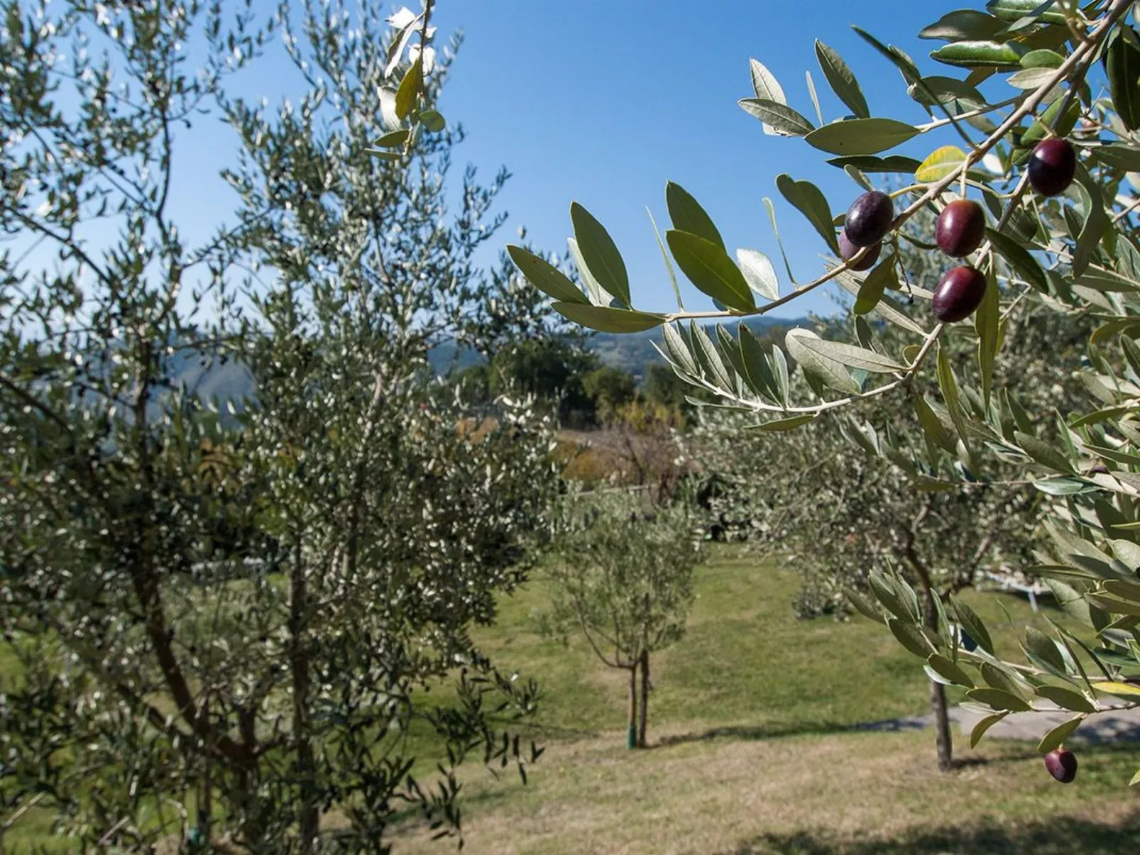 Fichtenhaus mit Schwimmbad zwischen Florenz und-Image-tags.info