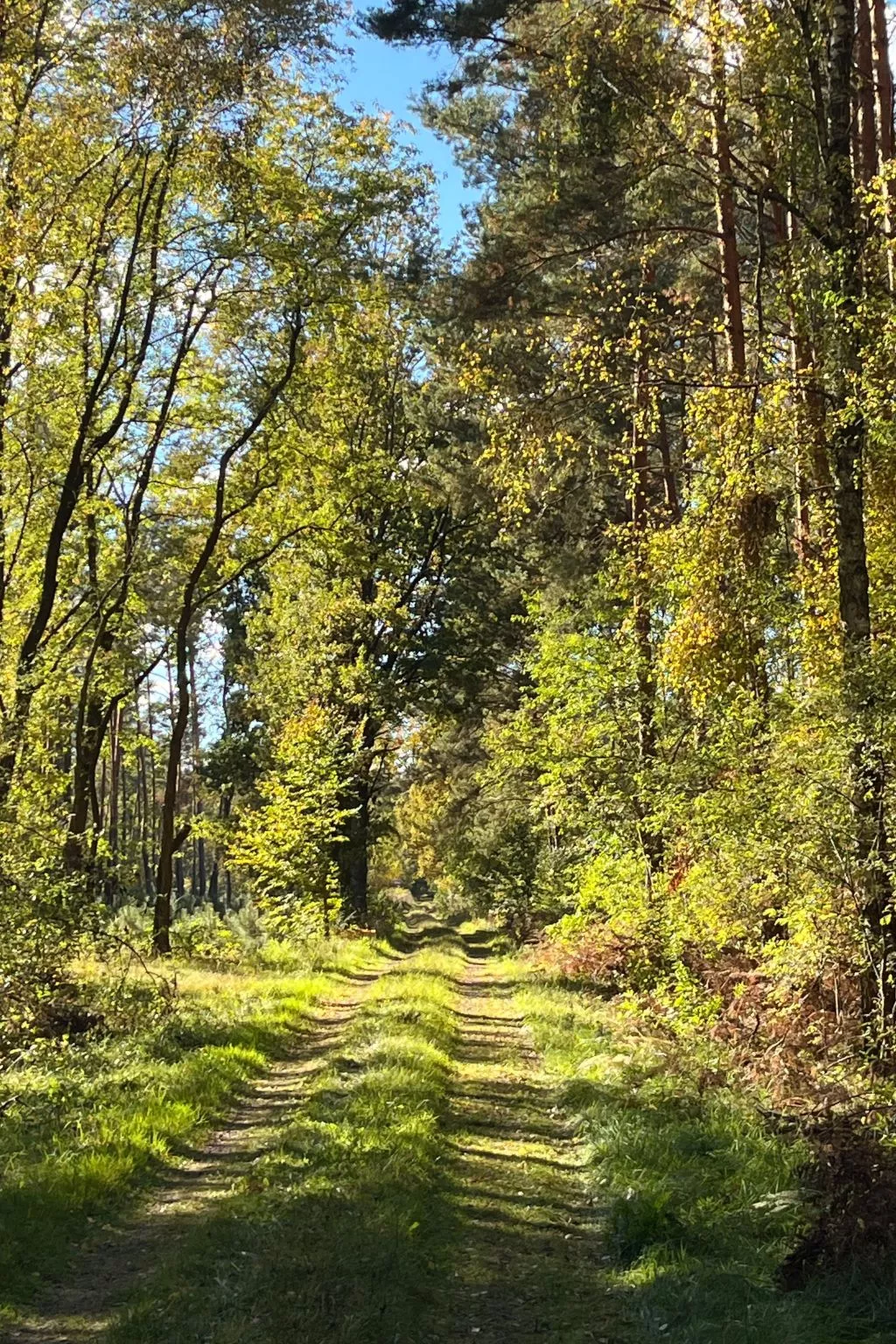 Spitzwegerich-Dehors