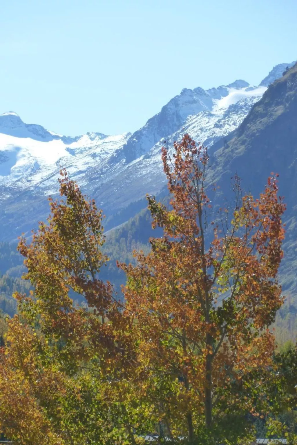 MFH Terr‘in tschêl-Image-tags.info