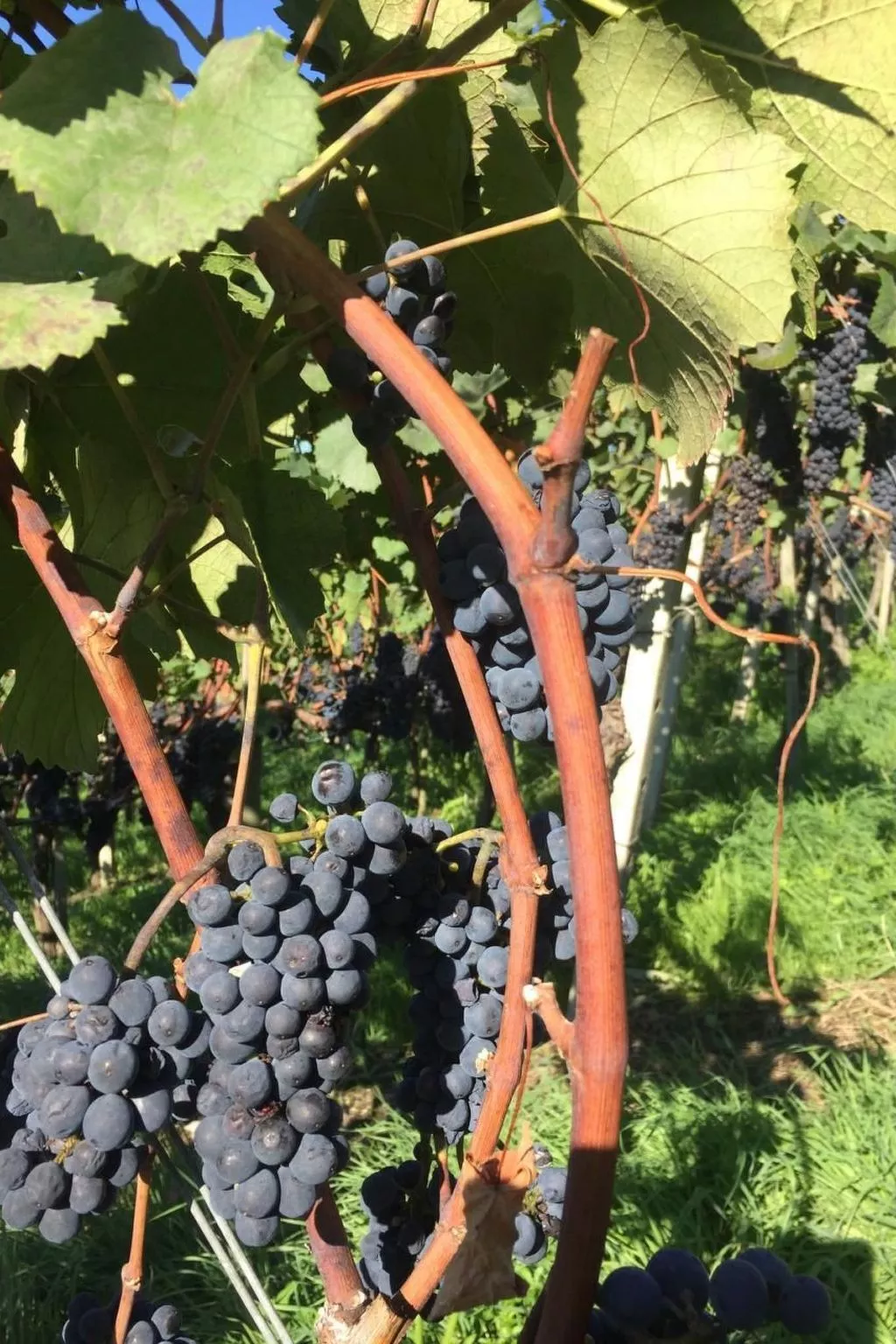 In Stäfa-Image-tags.info