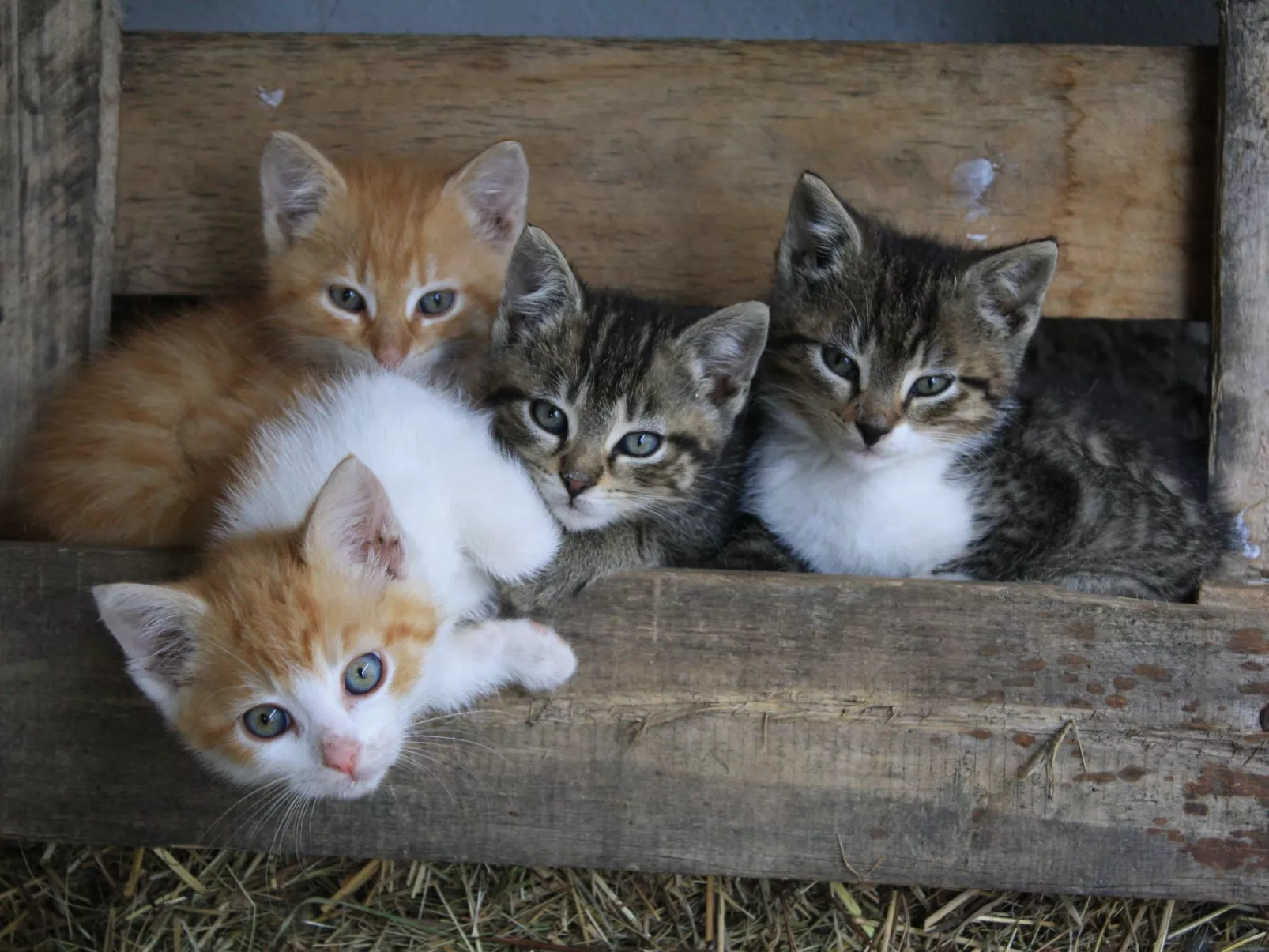 Kleine Fewo-Image-tags.info