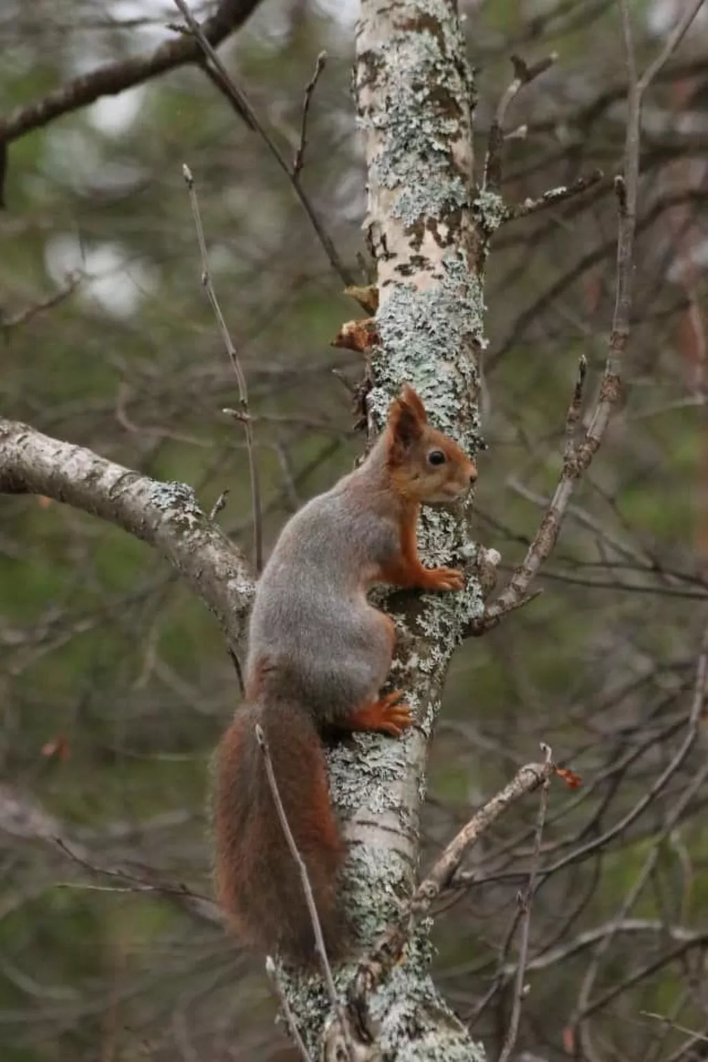 Zu vermieten in der Nähe von Jokkmokk-Image-tags.info