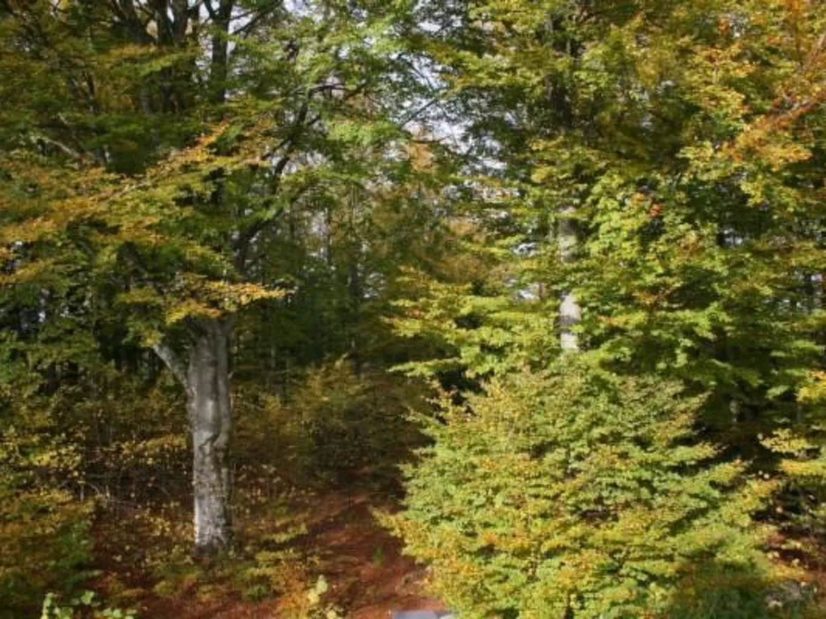 Wohnung Linné außerhalb von Älmhult-Image-tags.info