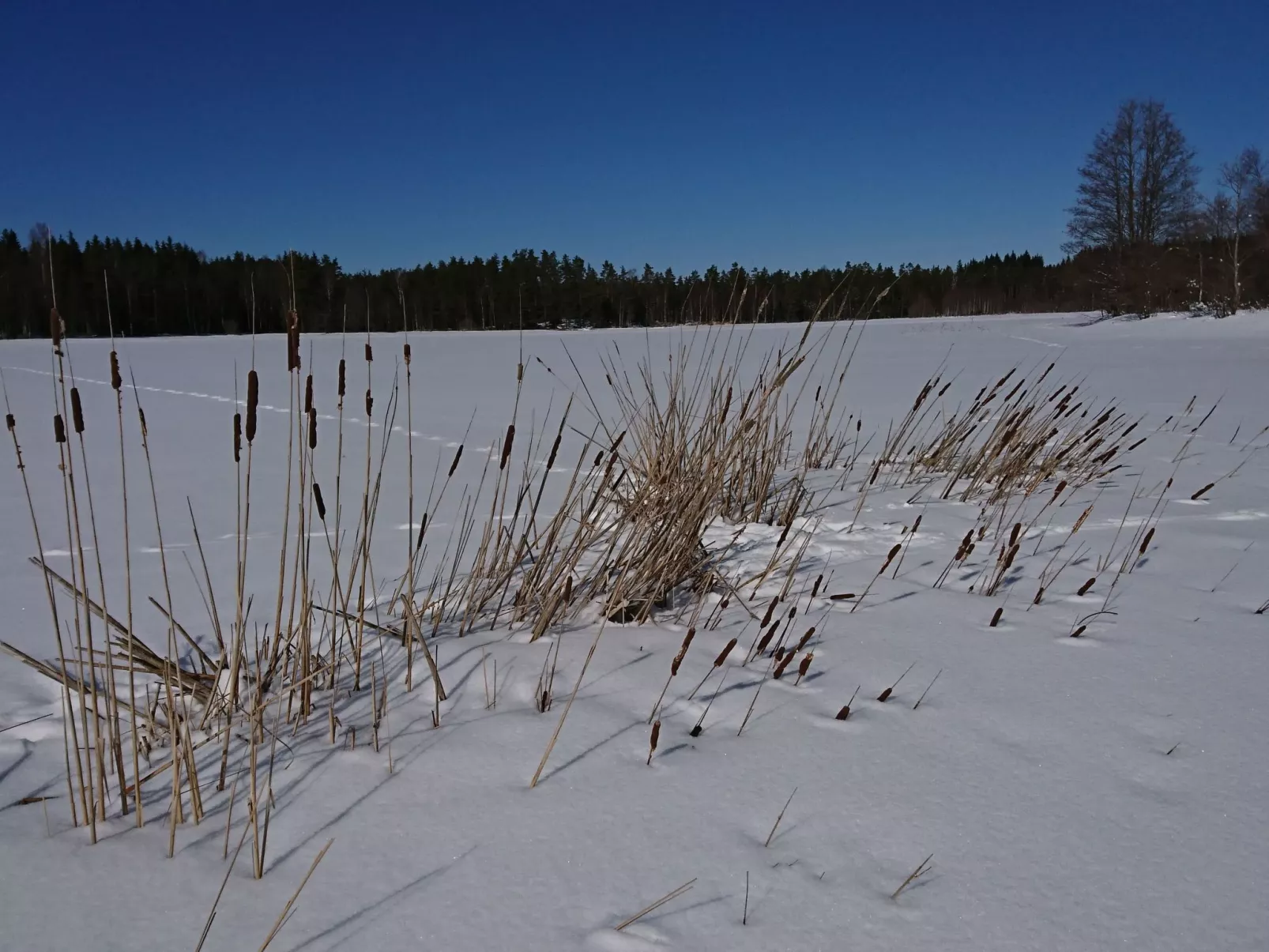 Saxarsviken-Draußen