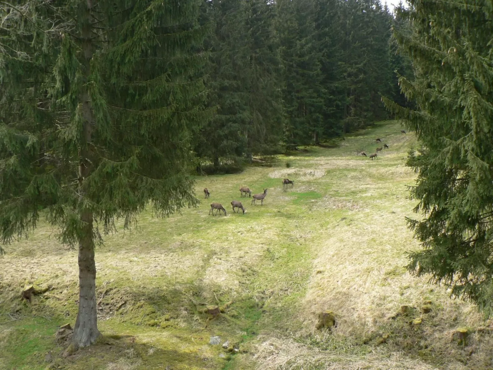 Für 6 Personen im Thüringer Wald-Draußen