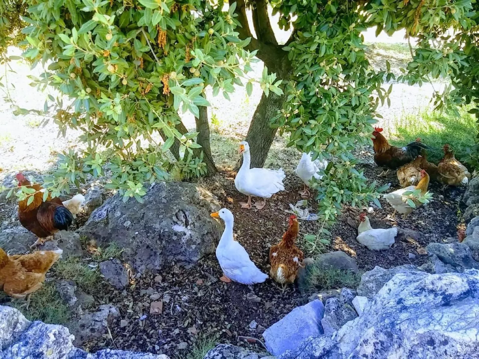 Ranch Visoka in Selca mit Panoramablick aufs Meer-Draußen