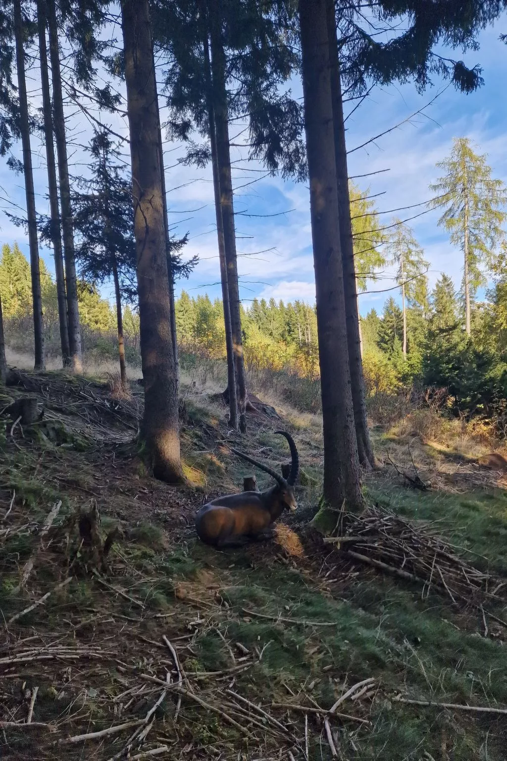 Knusperhäuschen Maria Nikolett in Wolfsberg-Outside