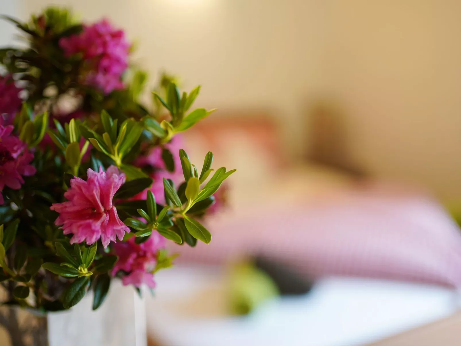 Sonnenhof-Image-tags.info