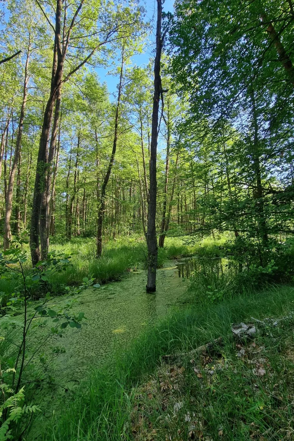 Lublewo21 Ferienhäuser - Draußen