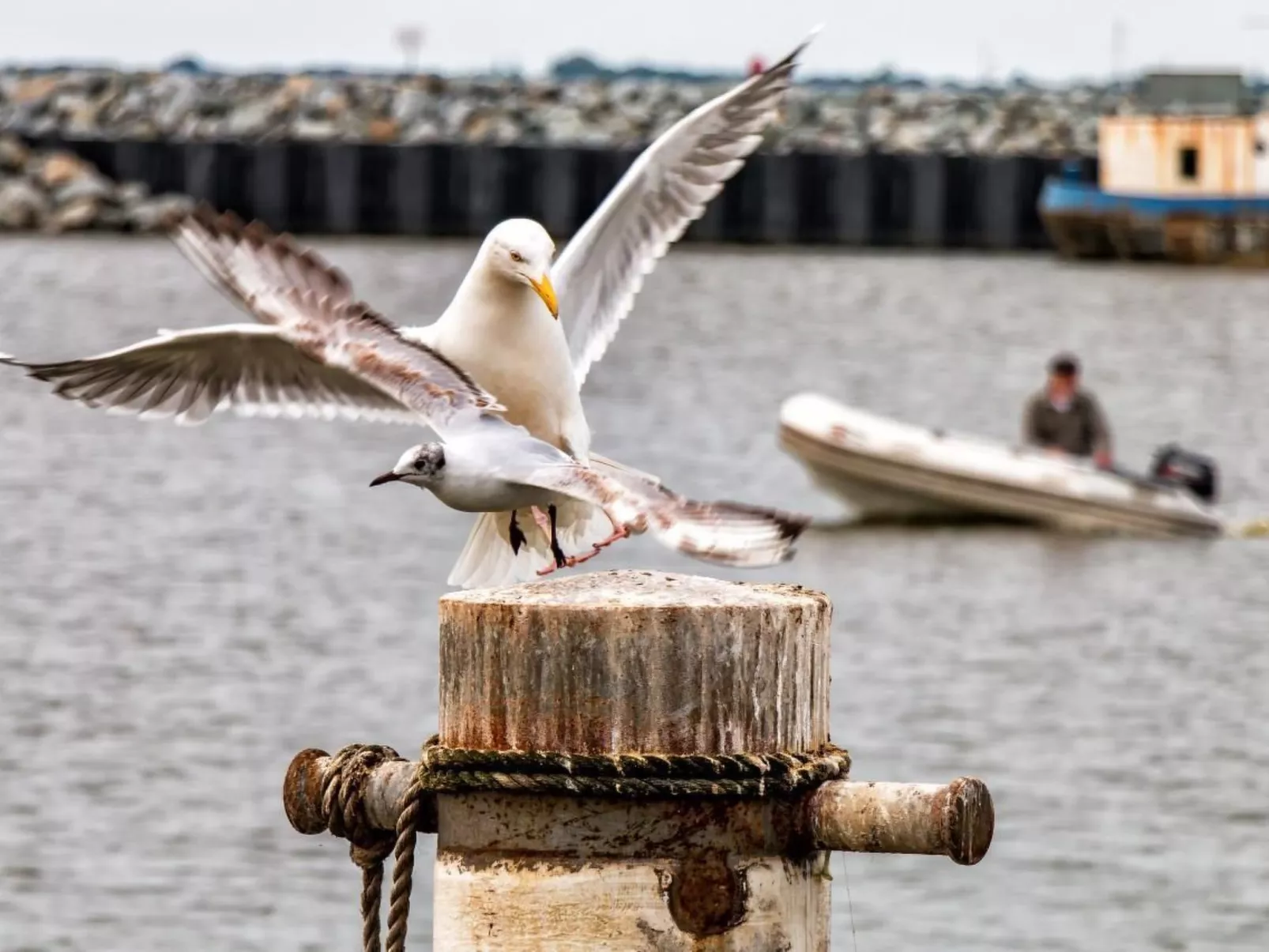 "Saaler Bodden"-Image-tags.info