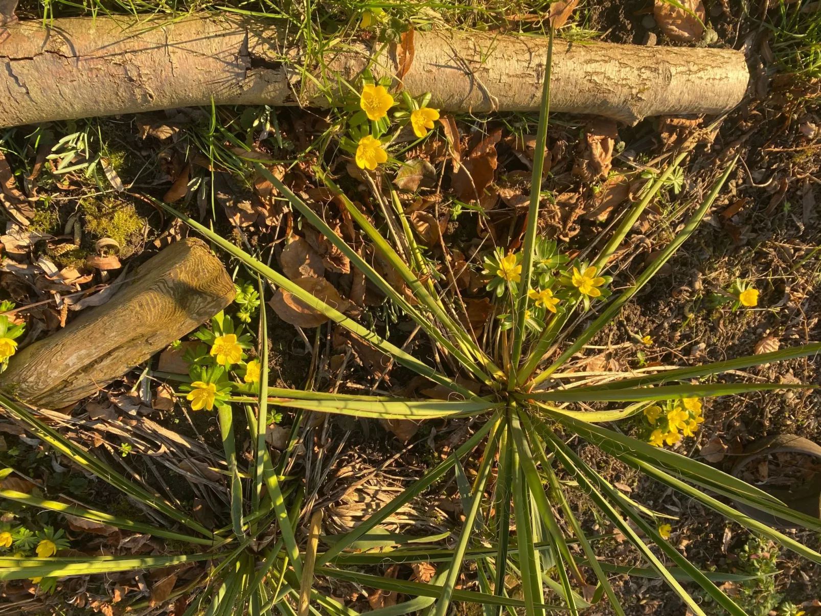 Altes Pastorenhus-Draußen