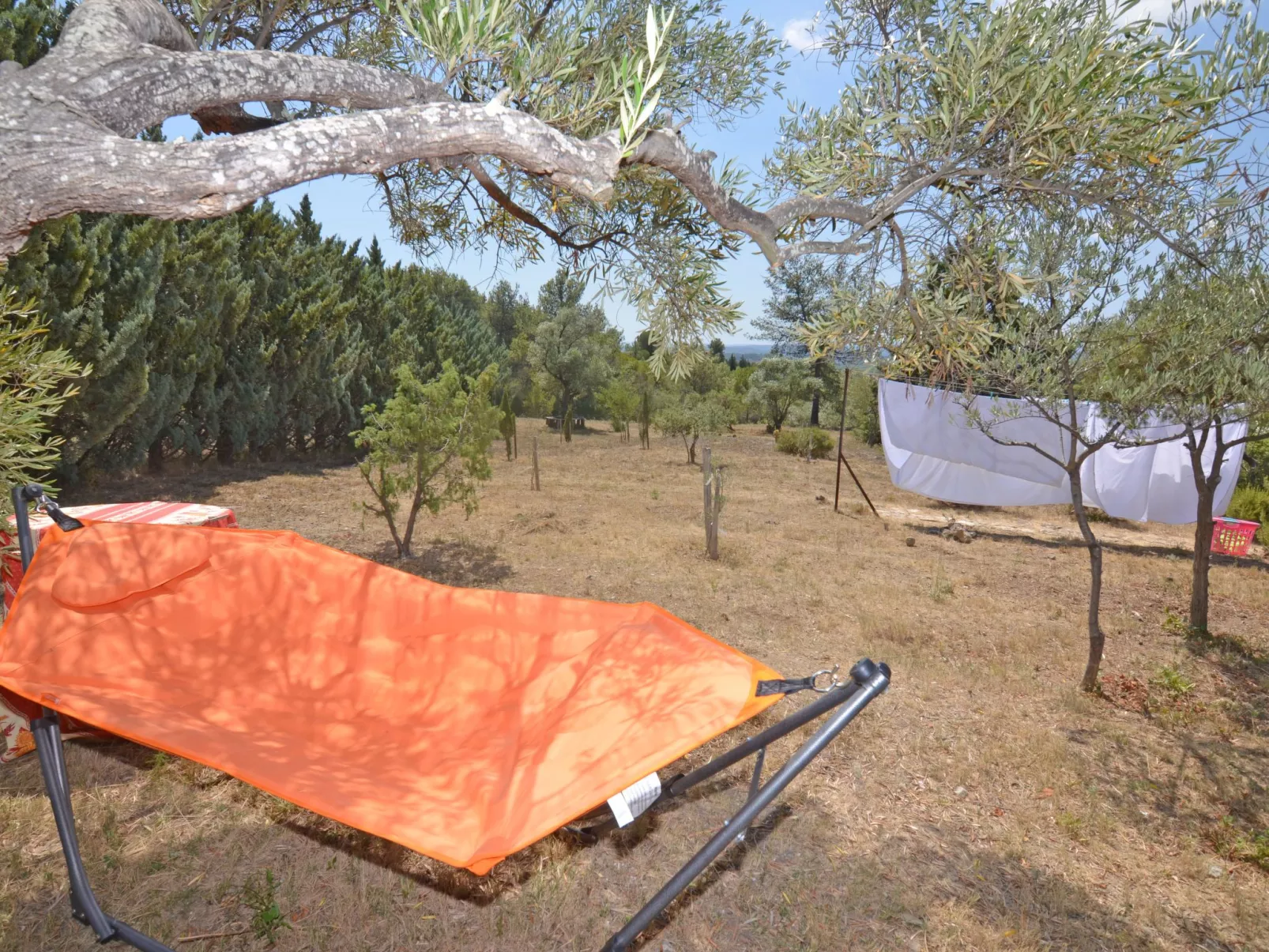 Die kleine Zikade-Dehors