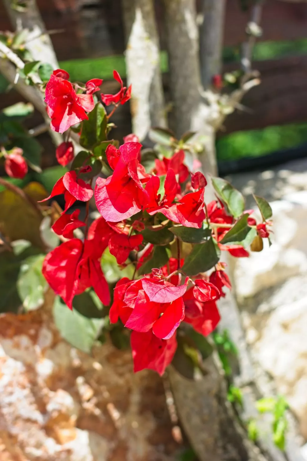 Traditionelle Villa mit privatem Pool-Draußen