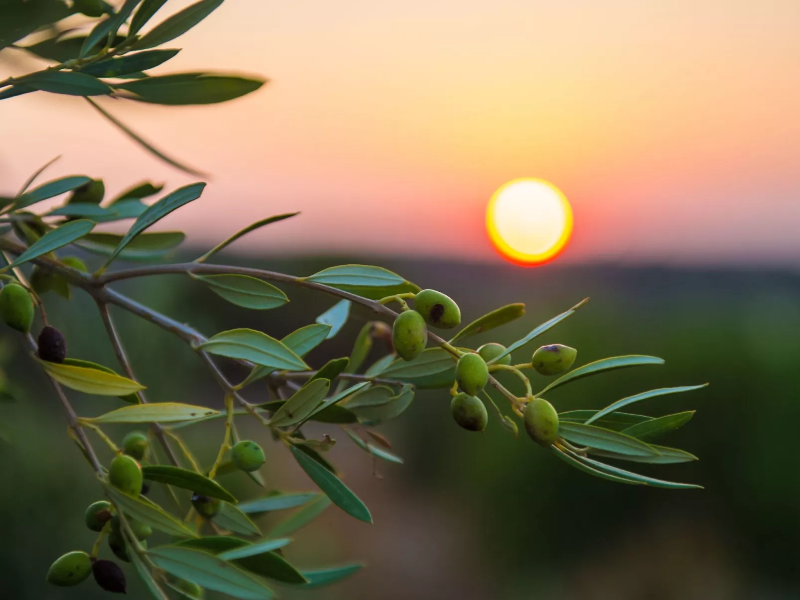 Villa Mathea - Kreta - Große Luxusvilla mit privatem Pool - Zentrale aber ruhig-Dehors