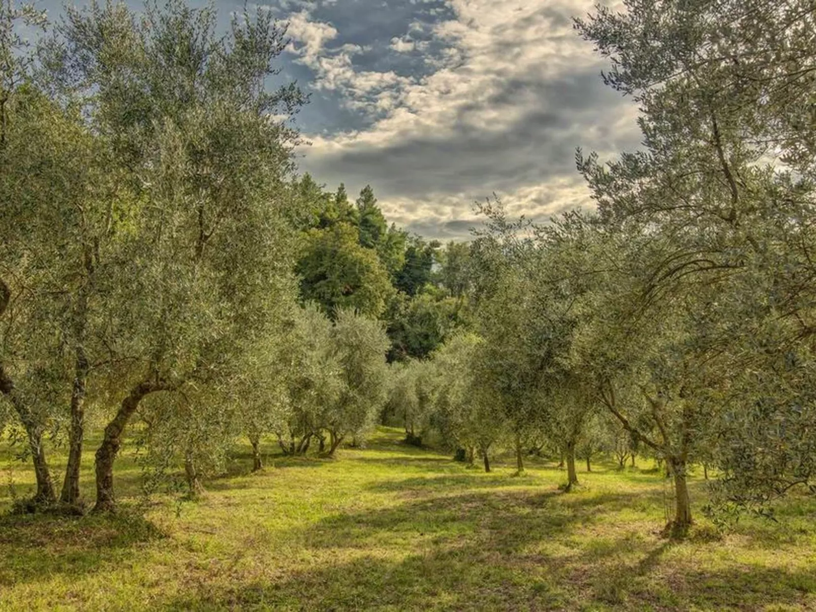 Michele Leccino' Wohnung mit Schwimmbad-Dehors