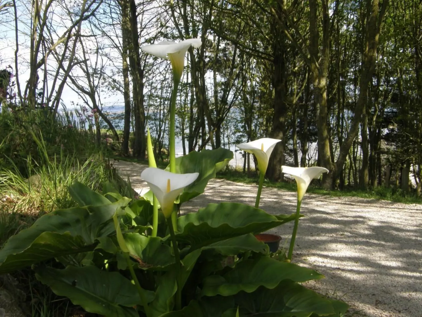 "Tromeal Lasalle" blick auf das Meer. Mit 4 Sternen klassifiziert-Outside