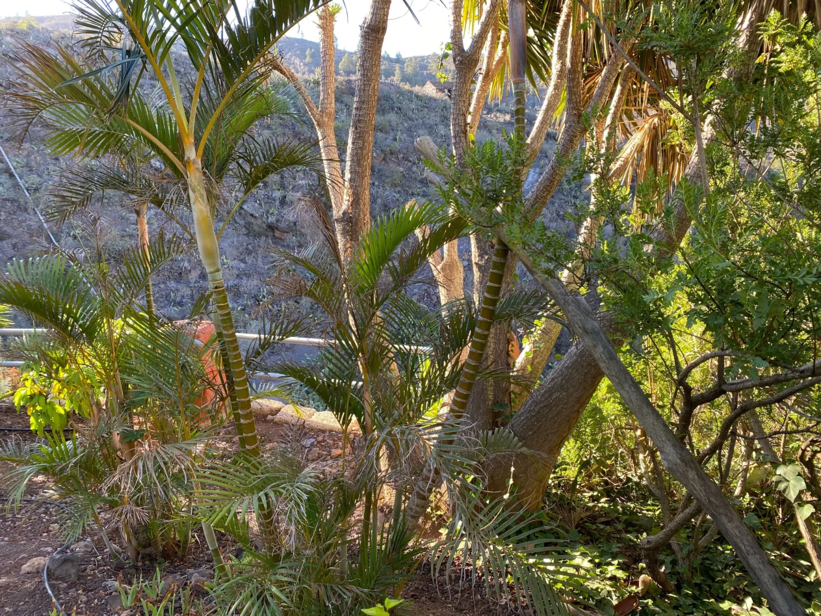 La Paloma mit gemeinschaftlichem Wellnessbereich-Outside