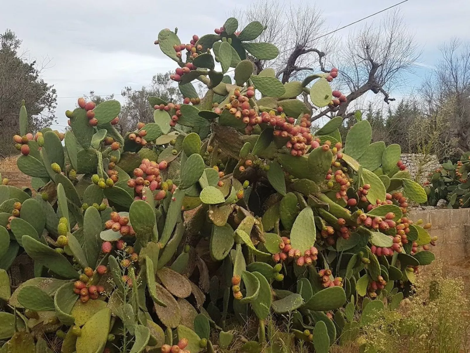 Villa Barone Landhaus mit Pool-Outside