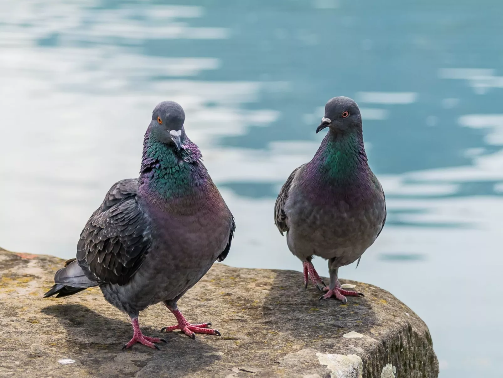 Studio-Apartment mit Zwischengeschoss in einem historischen Gebäude in Zorzino-Image-tags.info
