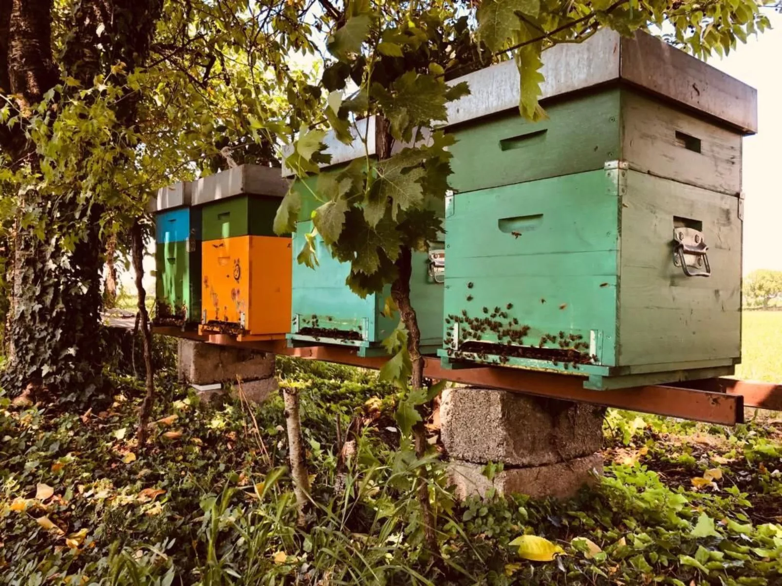 Das Landgut "Corte Canale Virgilio" mit Balkon-Dehors