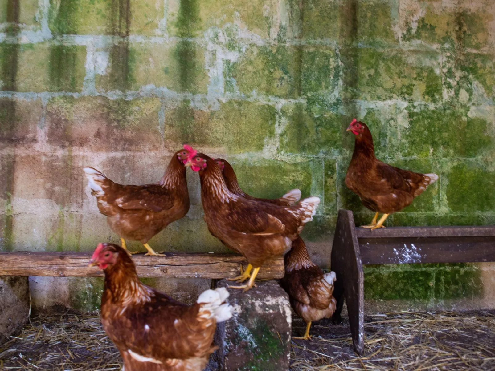 Borgo Marianna -  beheiztes schwimmbad-Draußen