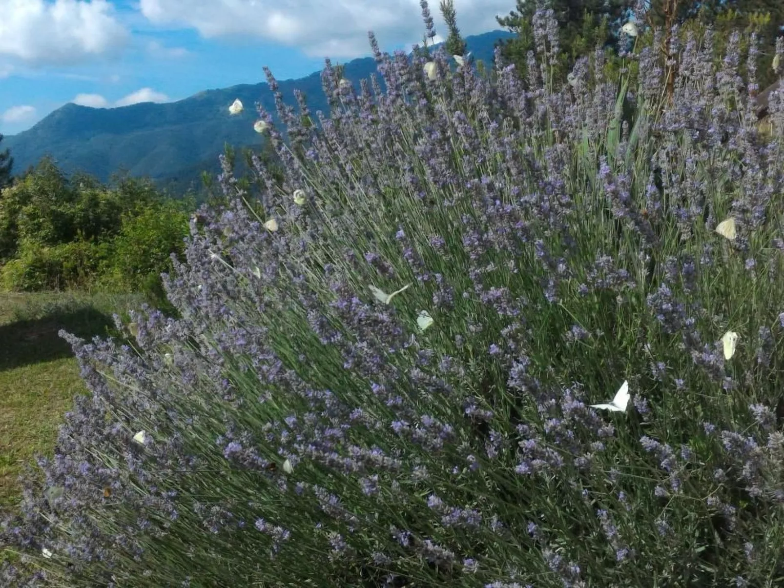 Natur und Entspannung, Villa im Park-Outside