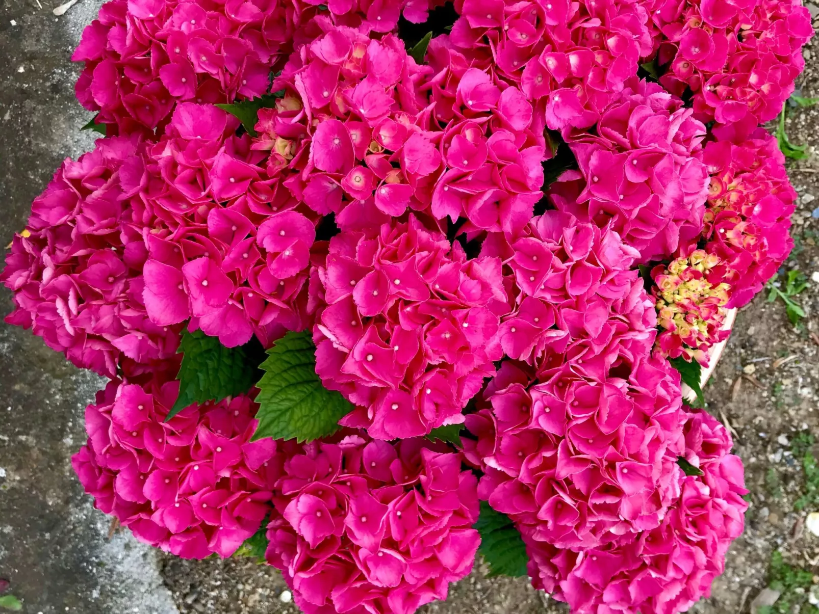 Casa Belvedere-Draußen