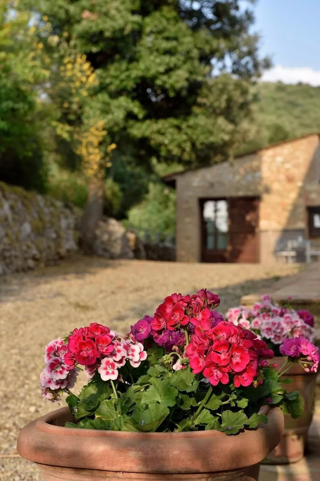 Wohnung 'Mascie rondini' mit Terrasse-Image-tags.info