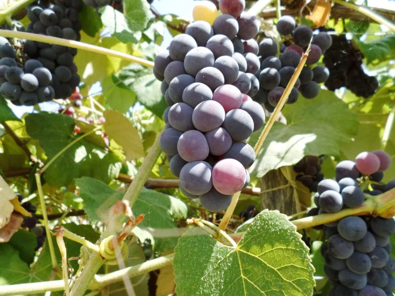 Das Landhaus von Kleopatra und Marcantonio-Outside