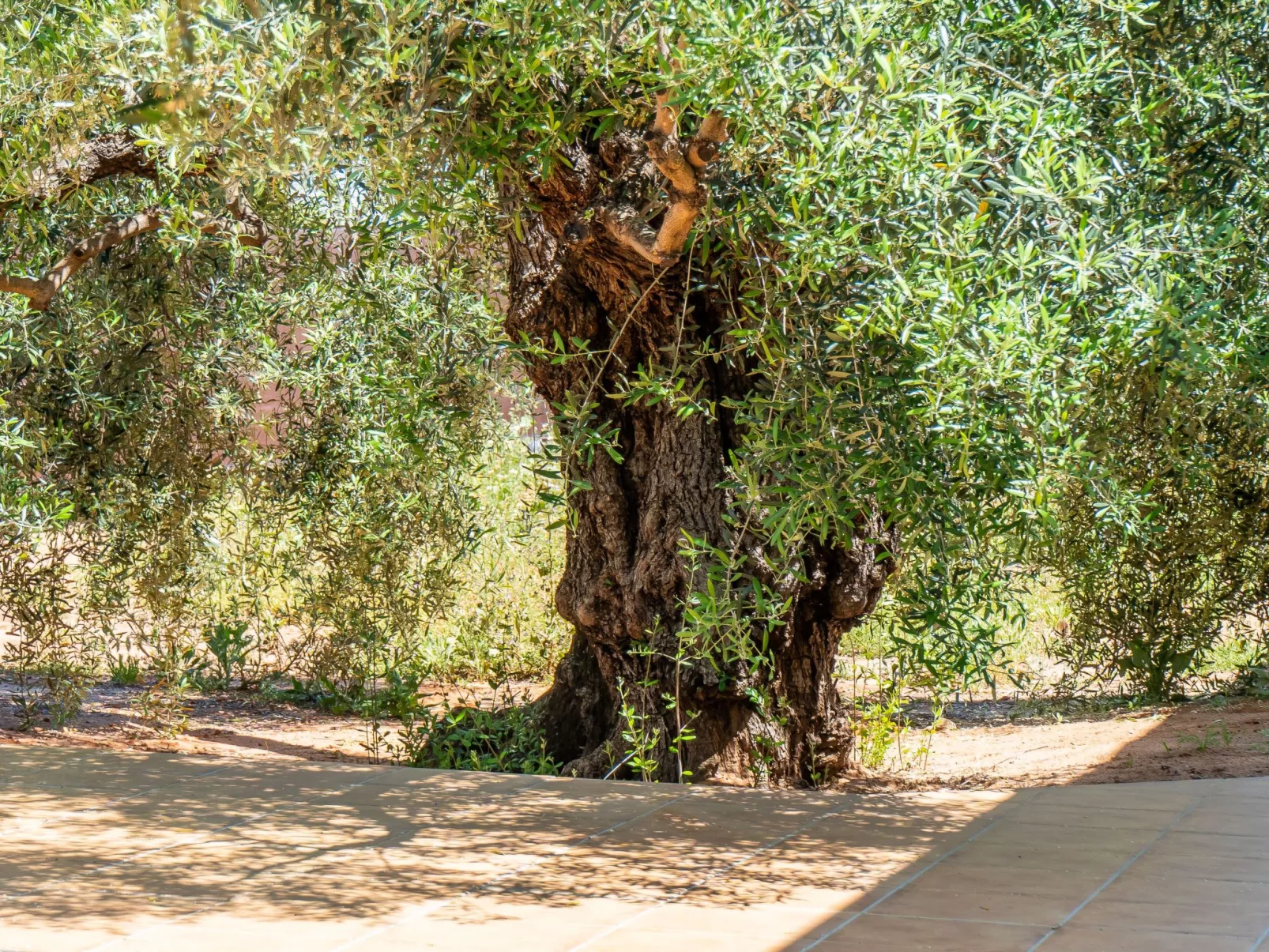 Olivera Country Cottage-Dehors