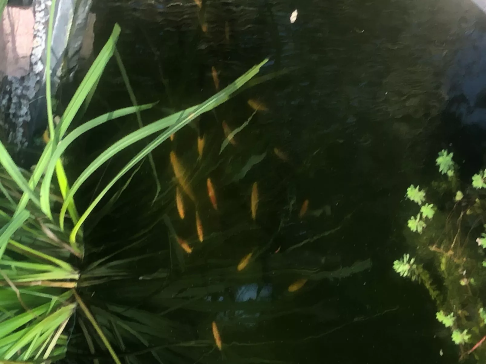 Spitzwegerich-Dehors