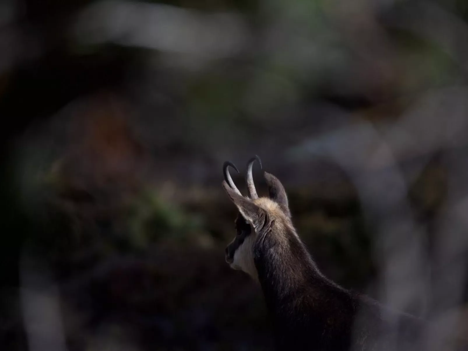 Chesa Thom / ÖV inklusive-Draußen