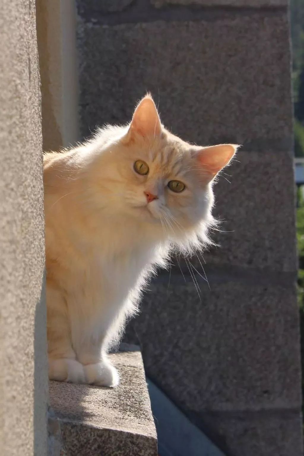 Fewo Altes Schulhaus-Dehors