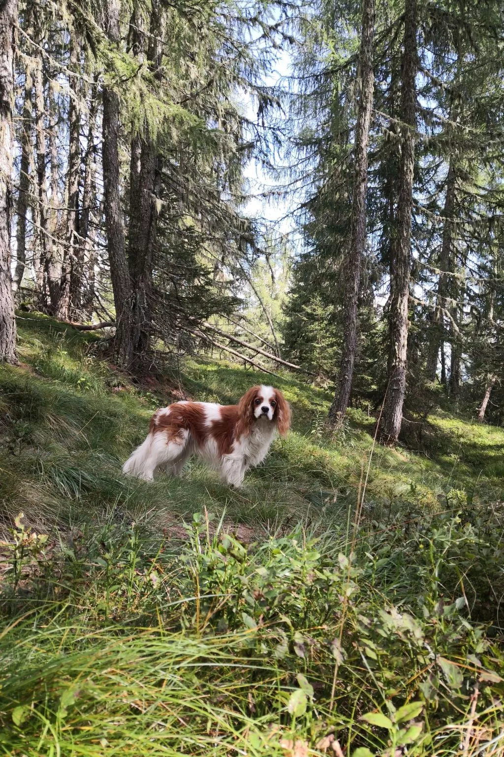 Almhütte Enzian-Dehors