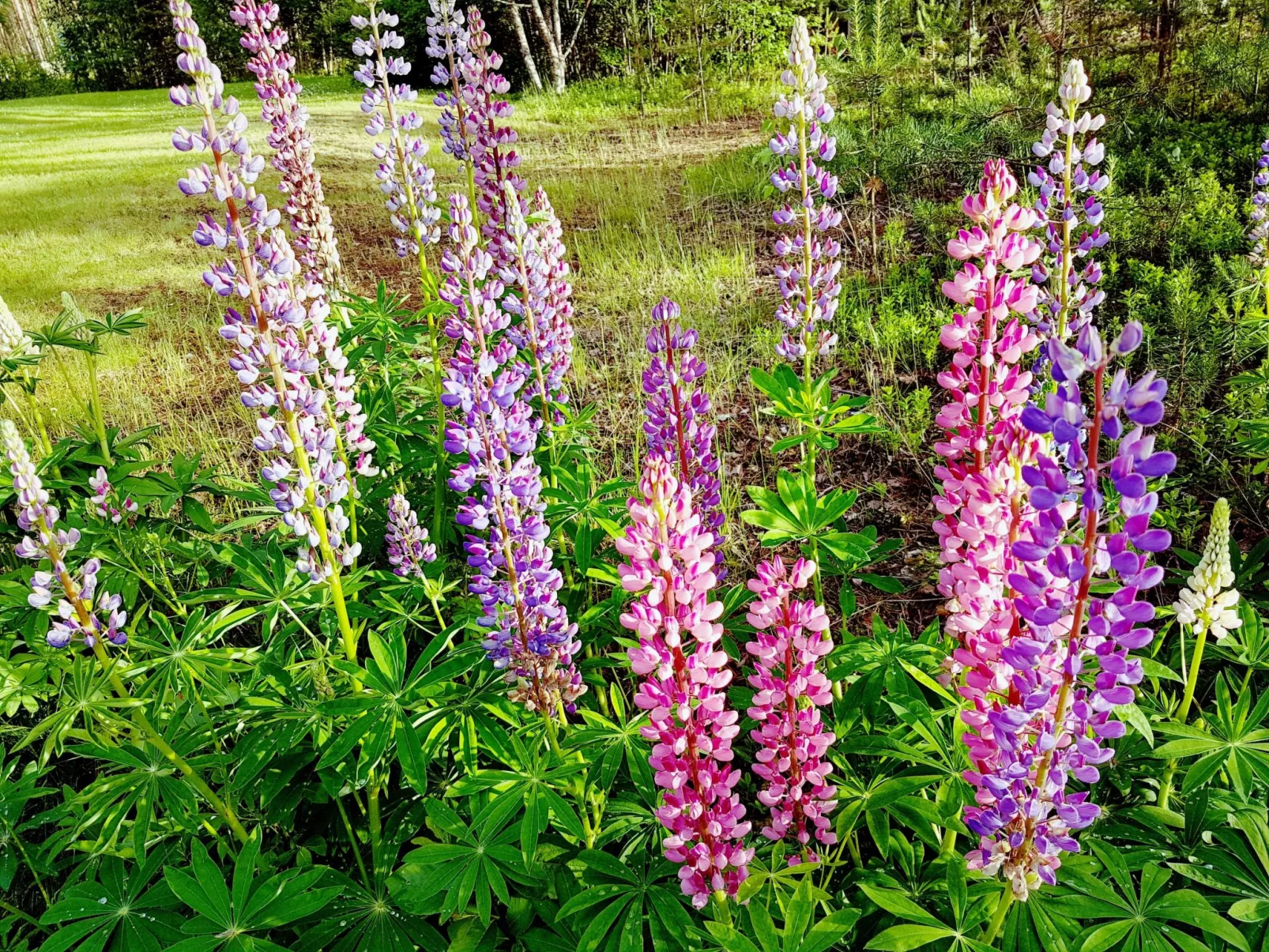 Villa Norrsken-Draußen