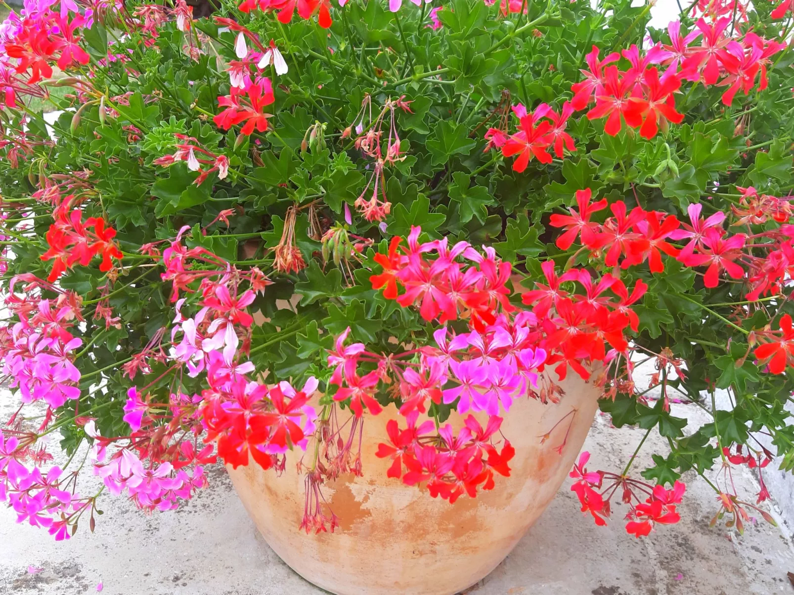 Romantische Villa mit weitläufigem Garten-Outside