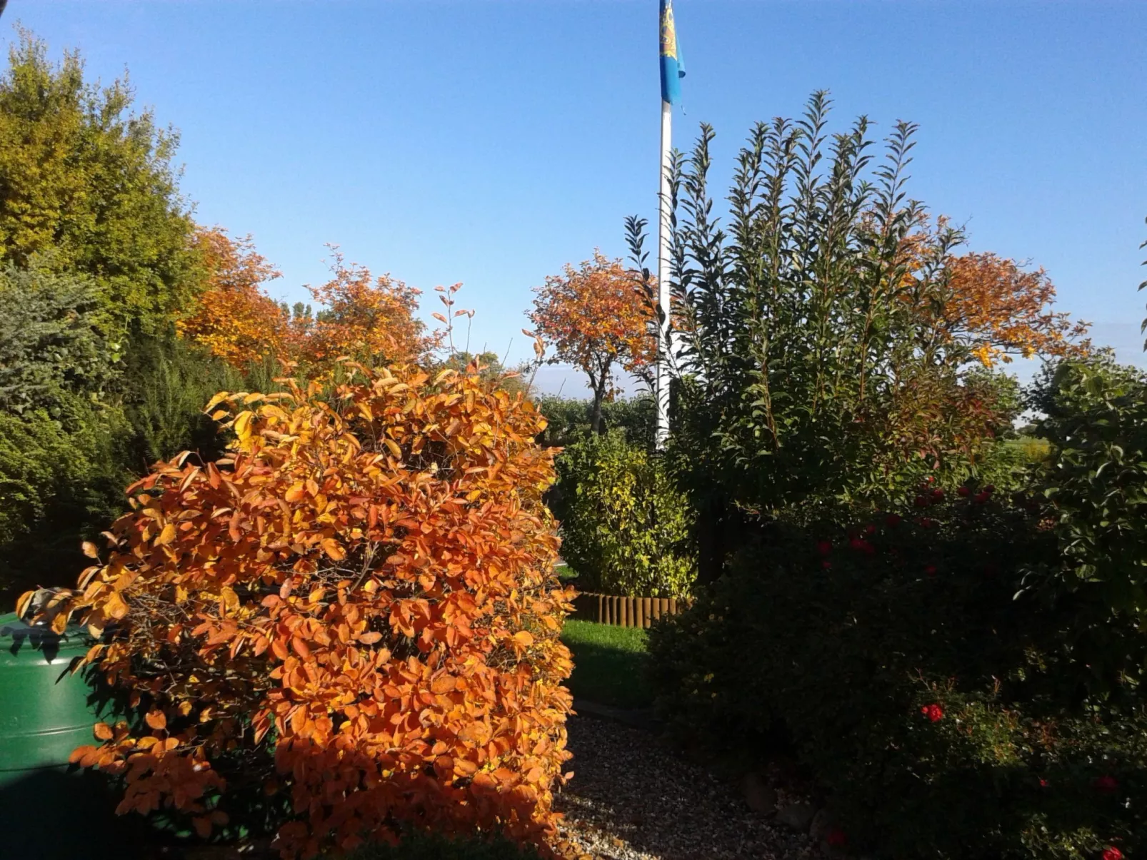 Heringsmöwe in Neue Tiefe-Draußen