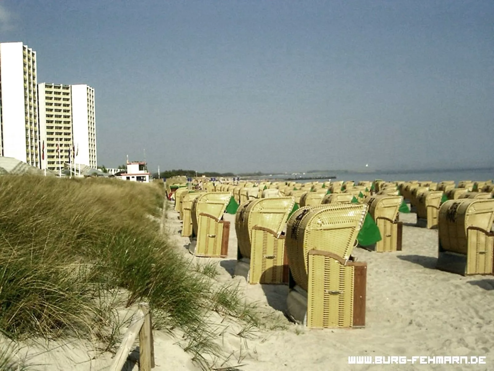 Zwergmöwe in Neue Tiefe-Drinnen