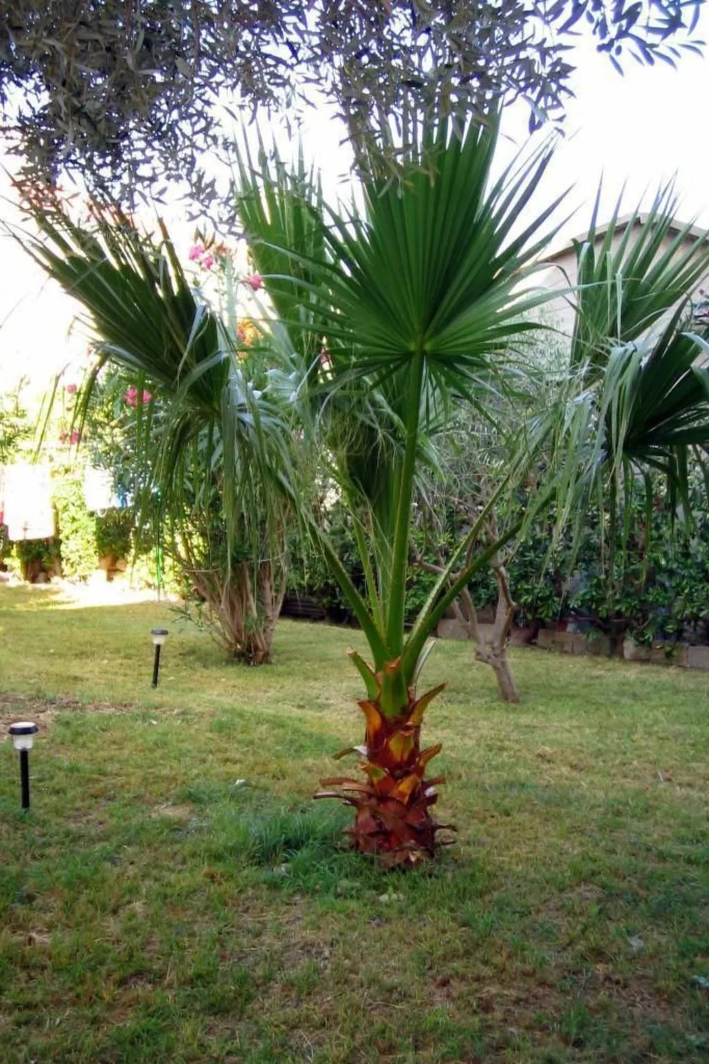 Große Ferienwohnung in Pag mit Privater Terrasse-Draußen