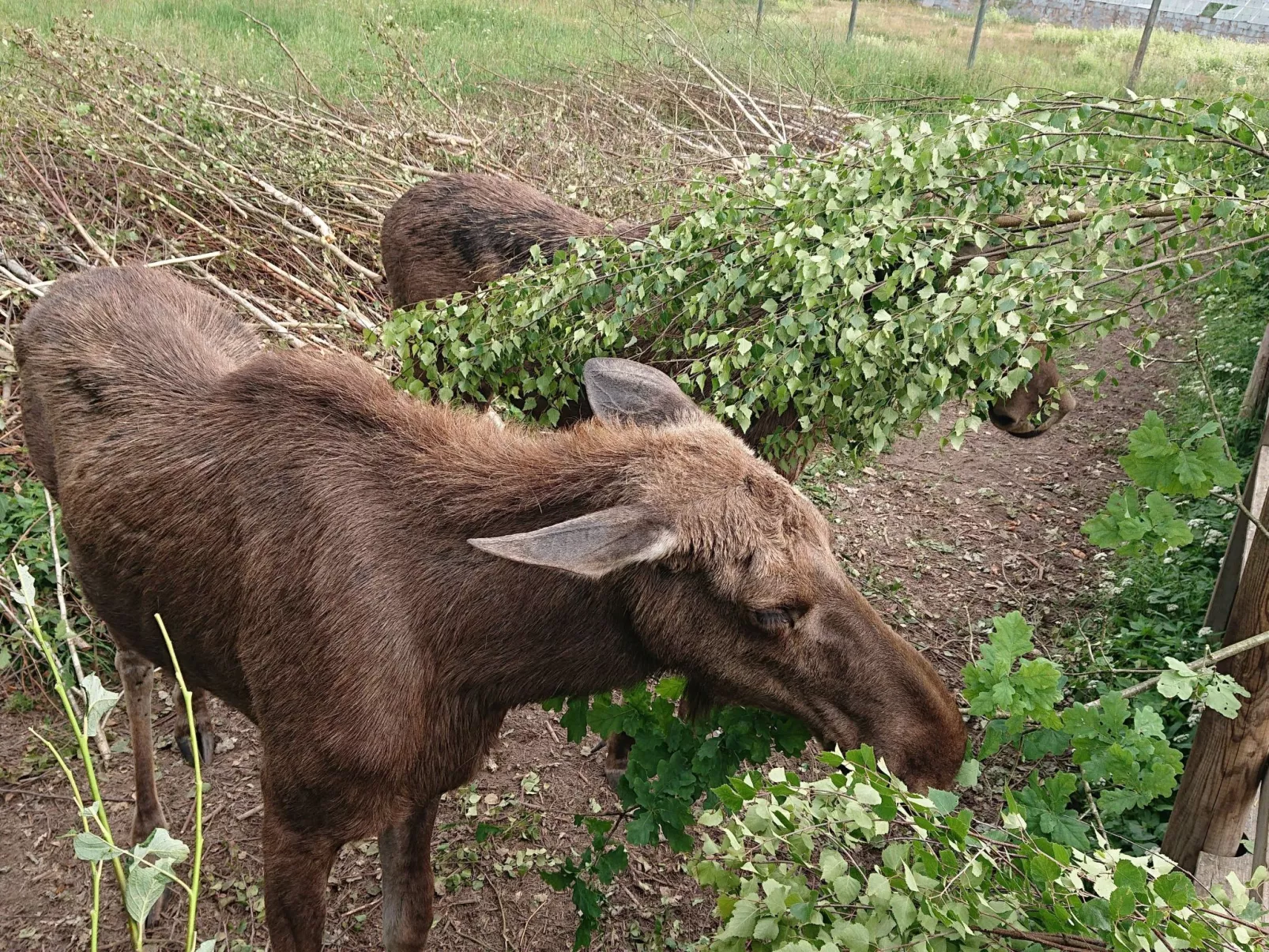 Familienfreundliches Ferienhaus mit großem Garten-Image-tags.info