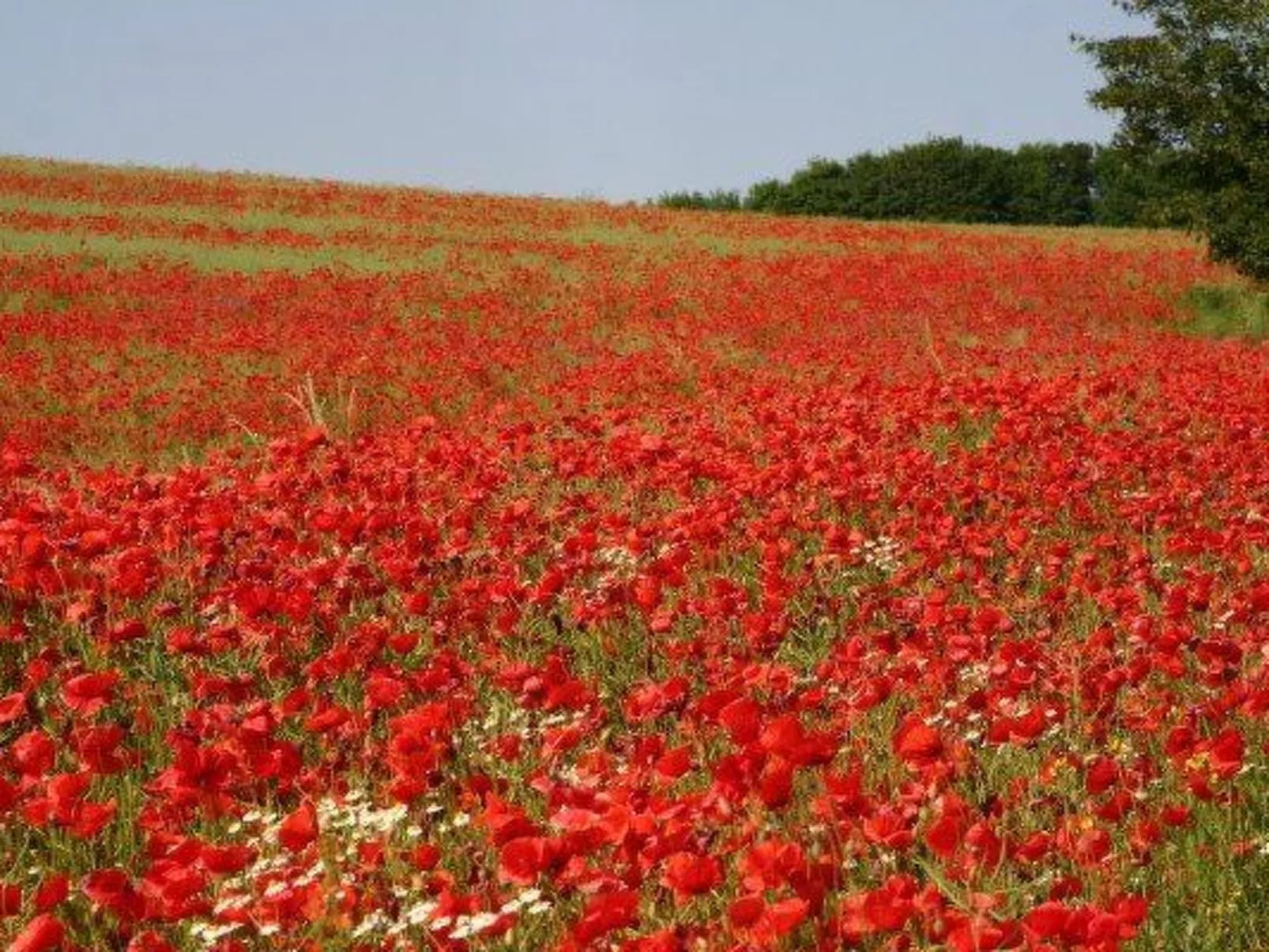 Kliff Königshörn-Dehors