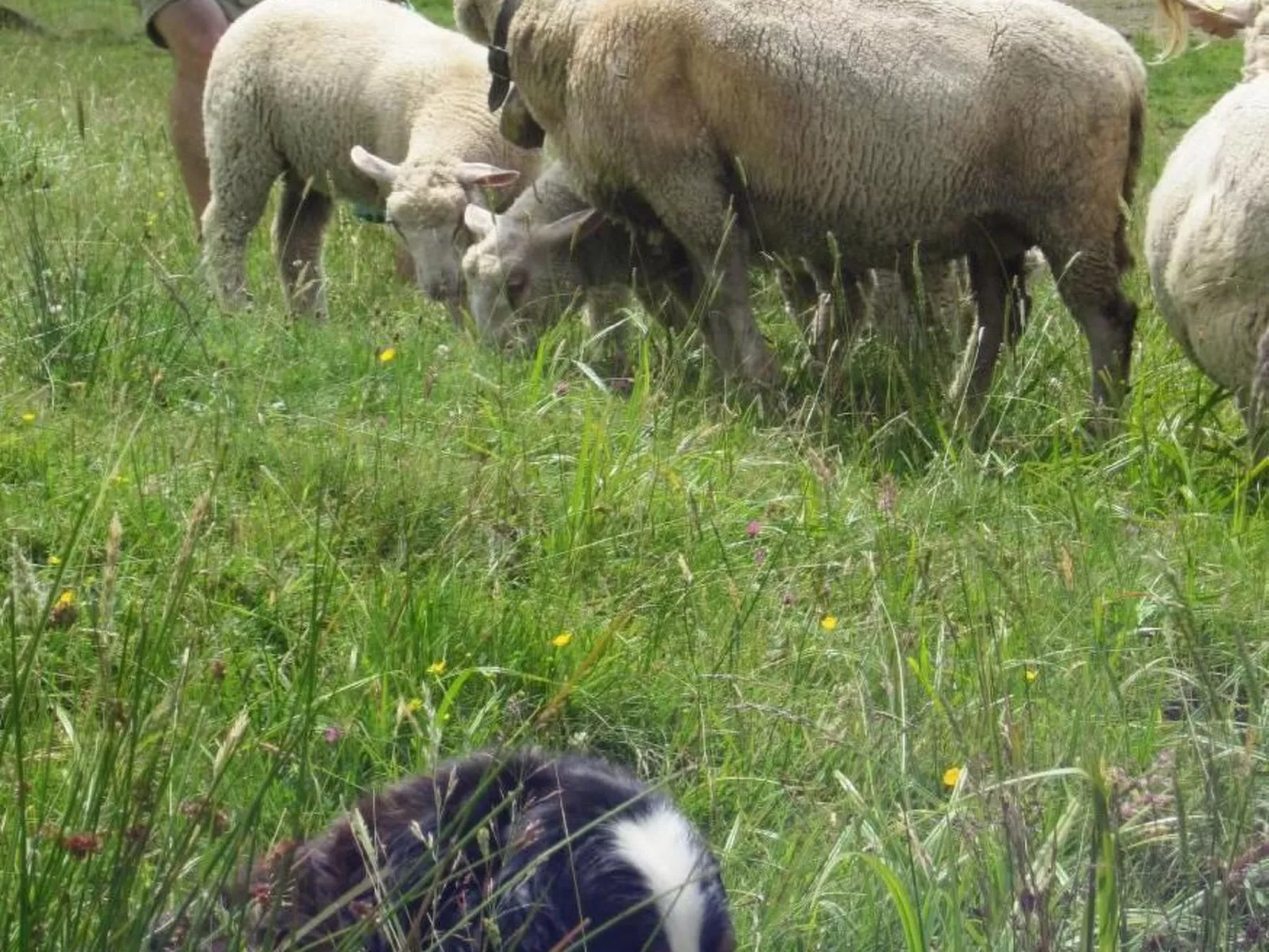 Haglere, Birkenhof (6-Bett)-Dehors