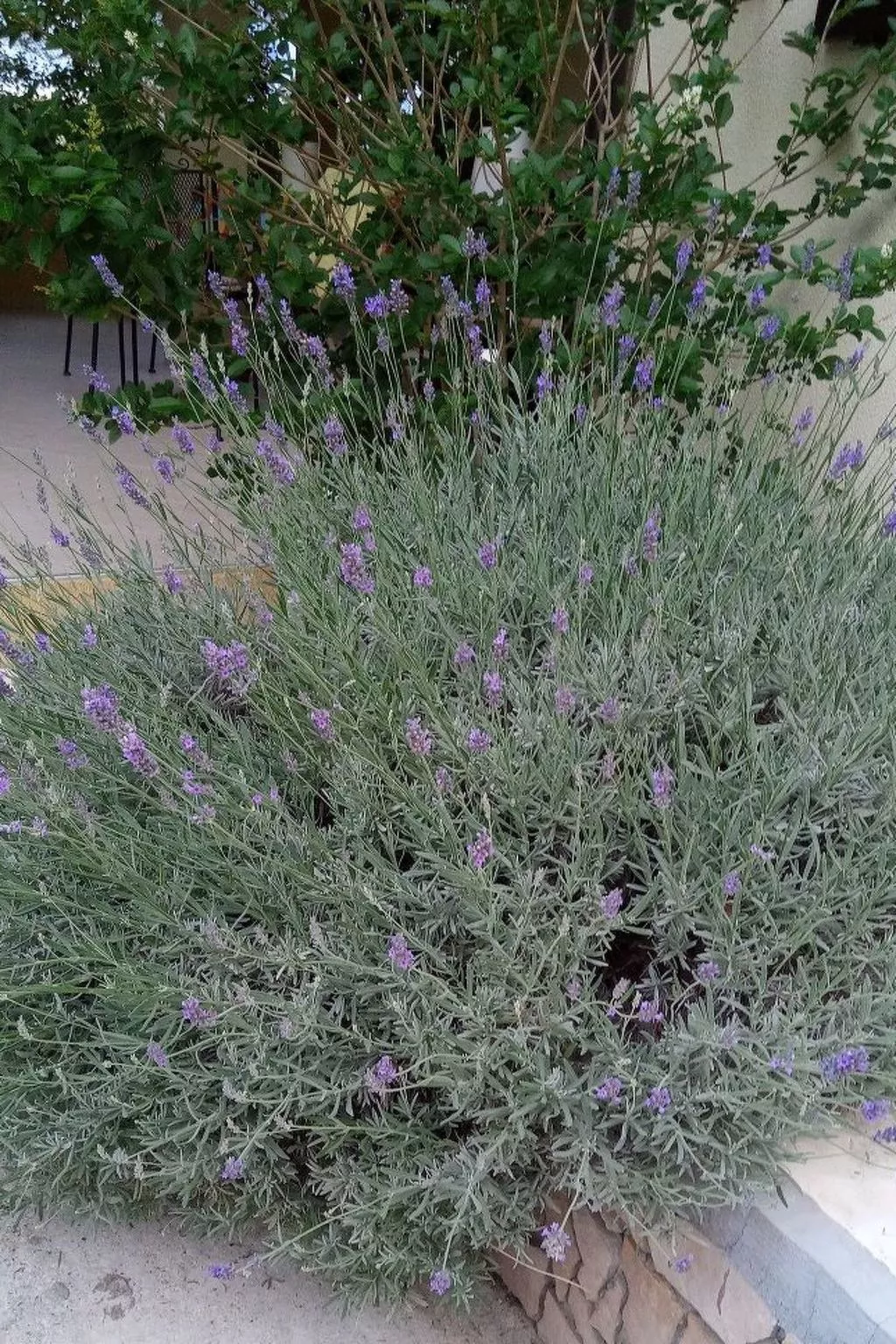 Für 4 Personen ca. 60 m&sup2; in Milna auf Brac, Adriaküste Kroatien (Kroatisch-Dehors